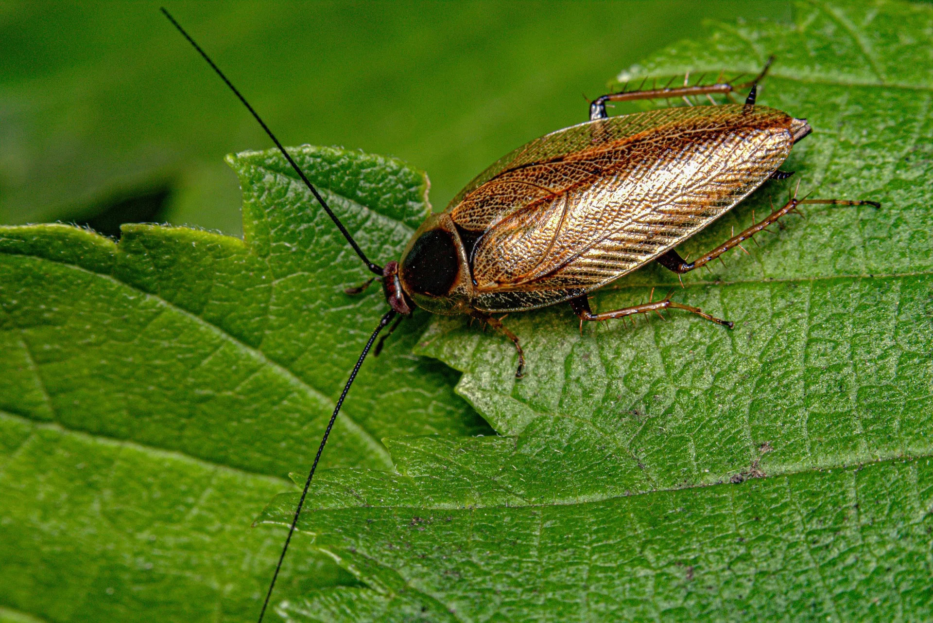 Cafard sur une feuille