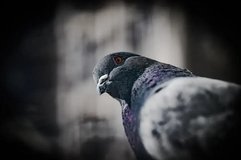dépigeonnage