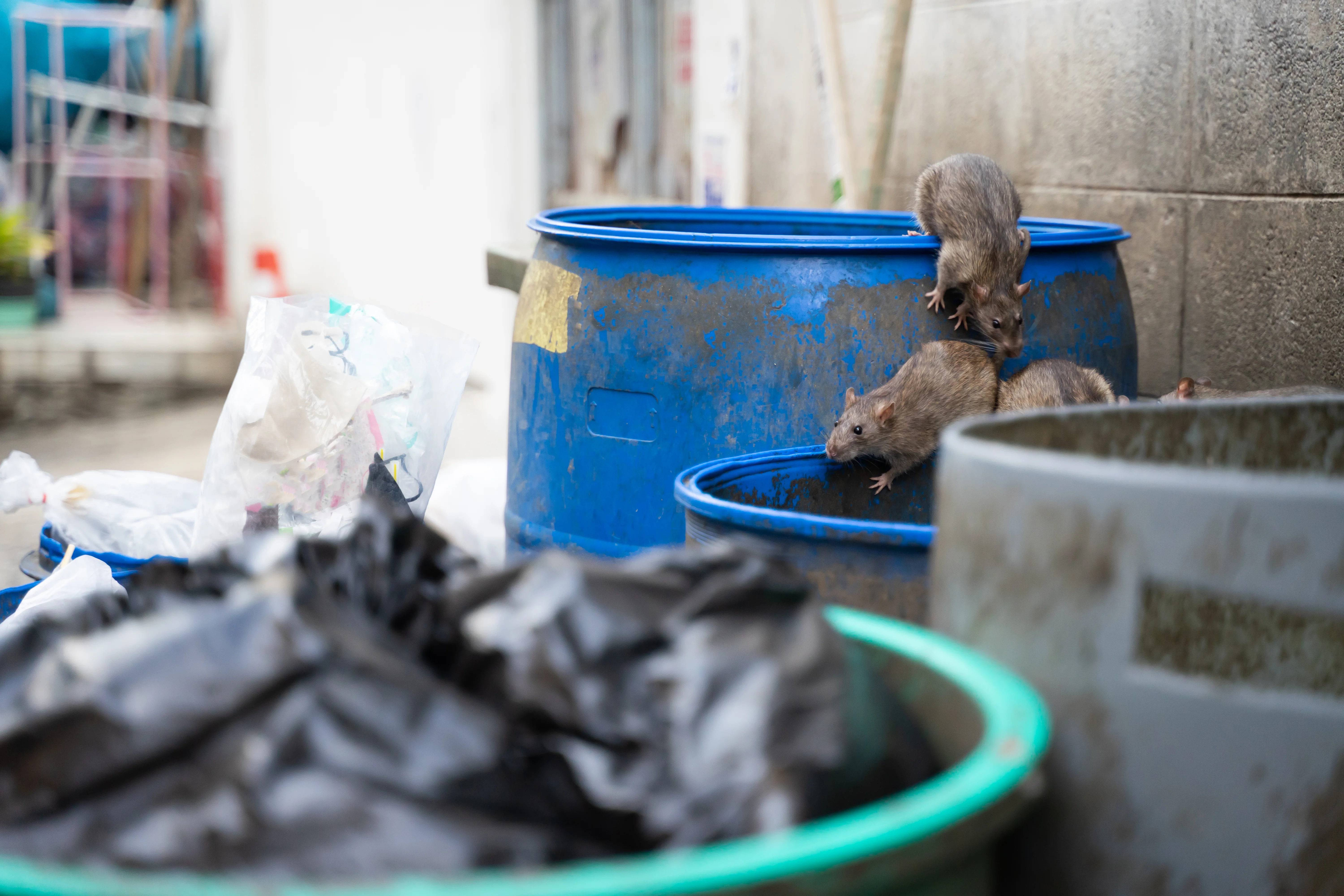 Rat brun proche d'une poubelle en extérieur