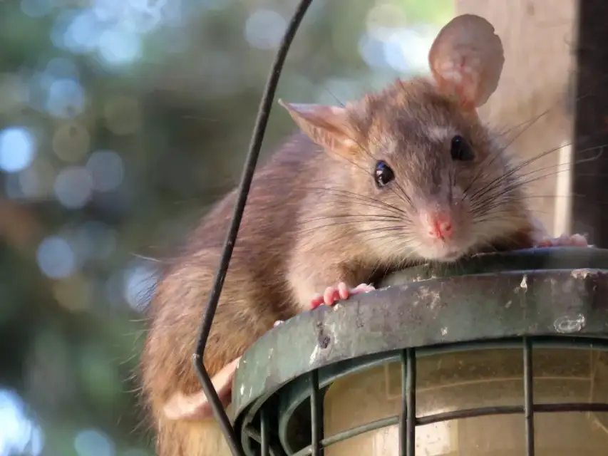 rats & souris