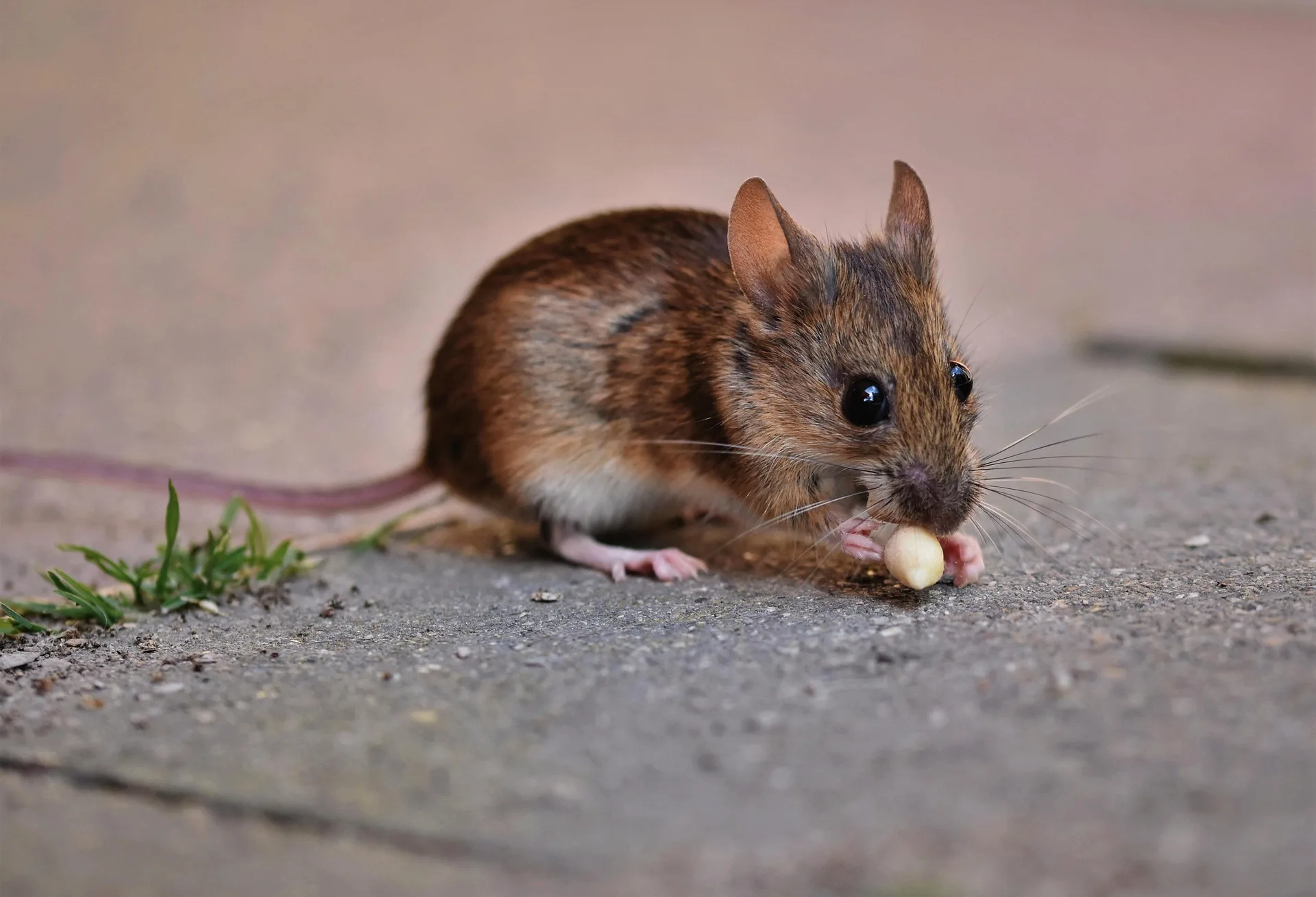 Désourisation - intervention contre les souris